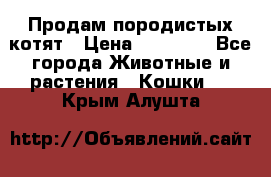 Продам породистых котят › Цена ­ 15 000 - Все города Животные и растения » Кошки   . Крым,Алушта